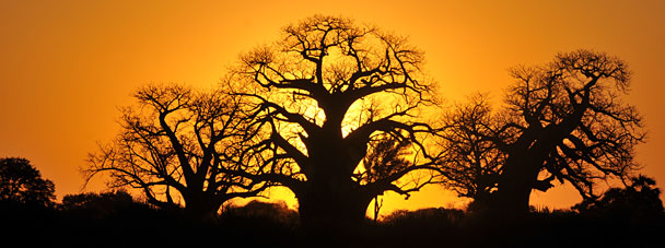 Baobab Tree in Kruger National Park at Sunset