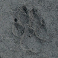 paw print