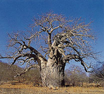 Baobab Tree