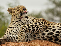 Leopards