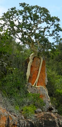 Rock Fig Roots