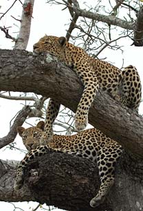Leopards in a tree