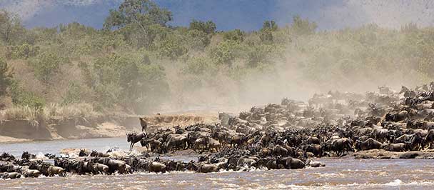 Wildebeest crossing the Mara River