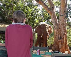 Elephant encounter